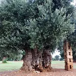 Masseria Mozzone Fasano
