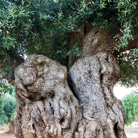 Masseria Mozzone Gospodarstwo agroturystyczne Fasano